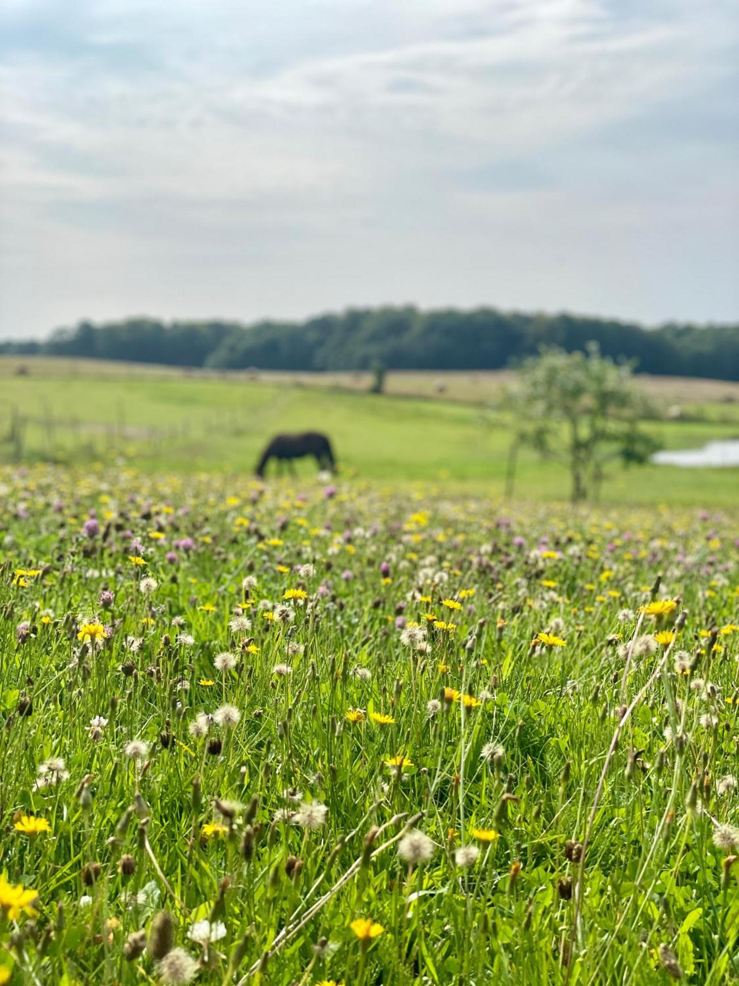Projekt Stajnia - Nadmorski Osrodek Jazdy Konnej - Noclegi Łazy Buitenkant foto